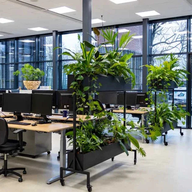 Kantoorplanten