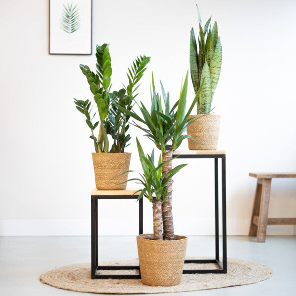 Plantenboxen