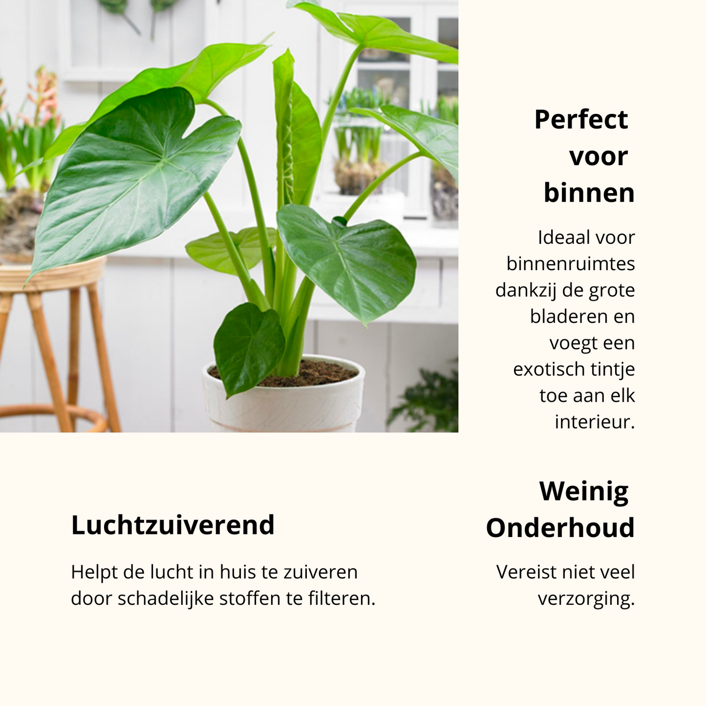 Alocasia Cucullata | ↕︎65 ∅19