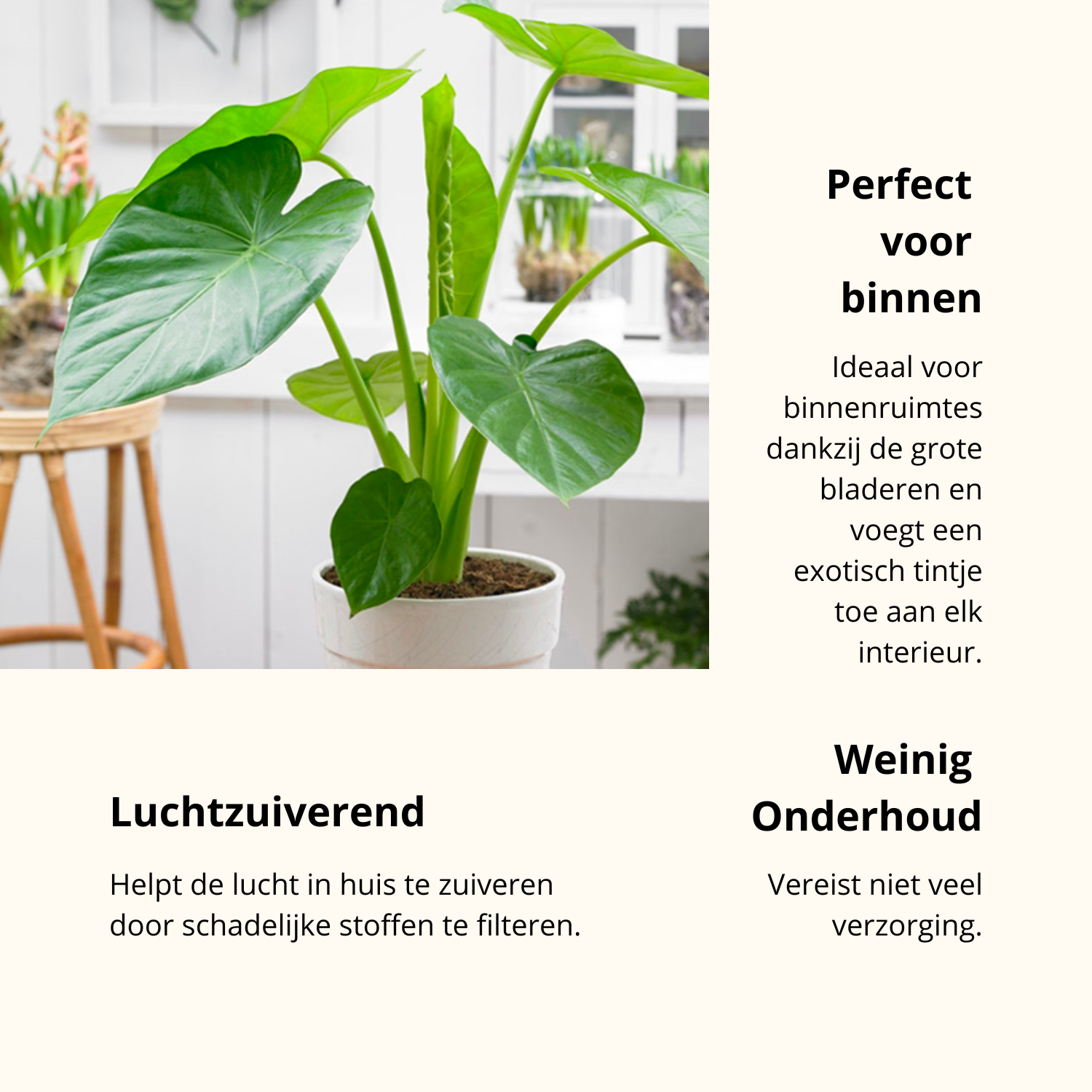 Alocasia Cucullata | ↕︎65 ∅19