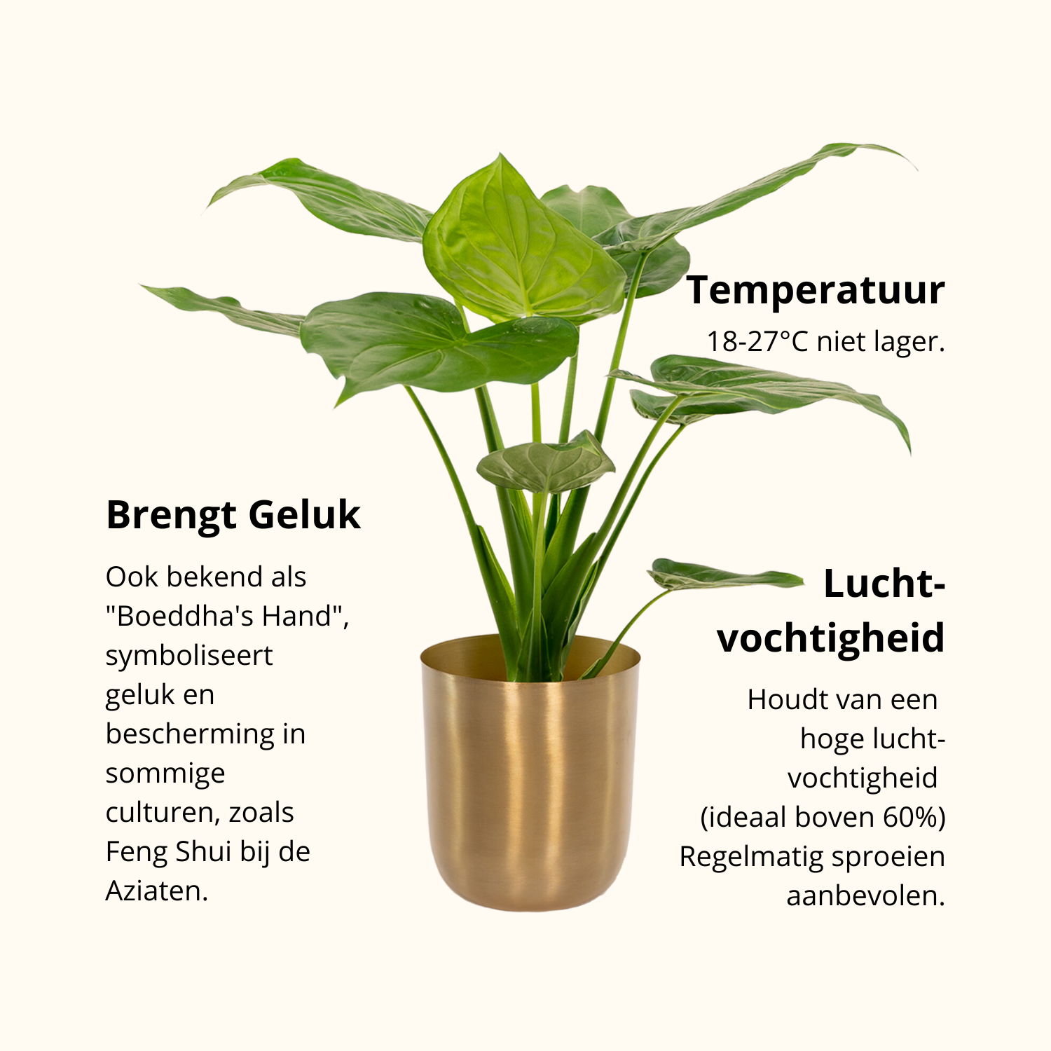 Alocasia Cucullata | ↕︎65 ∅19