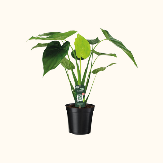 Alocasia Cucullata | ↕︎65 ∅19
