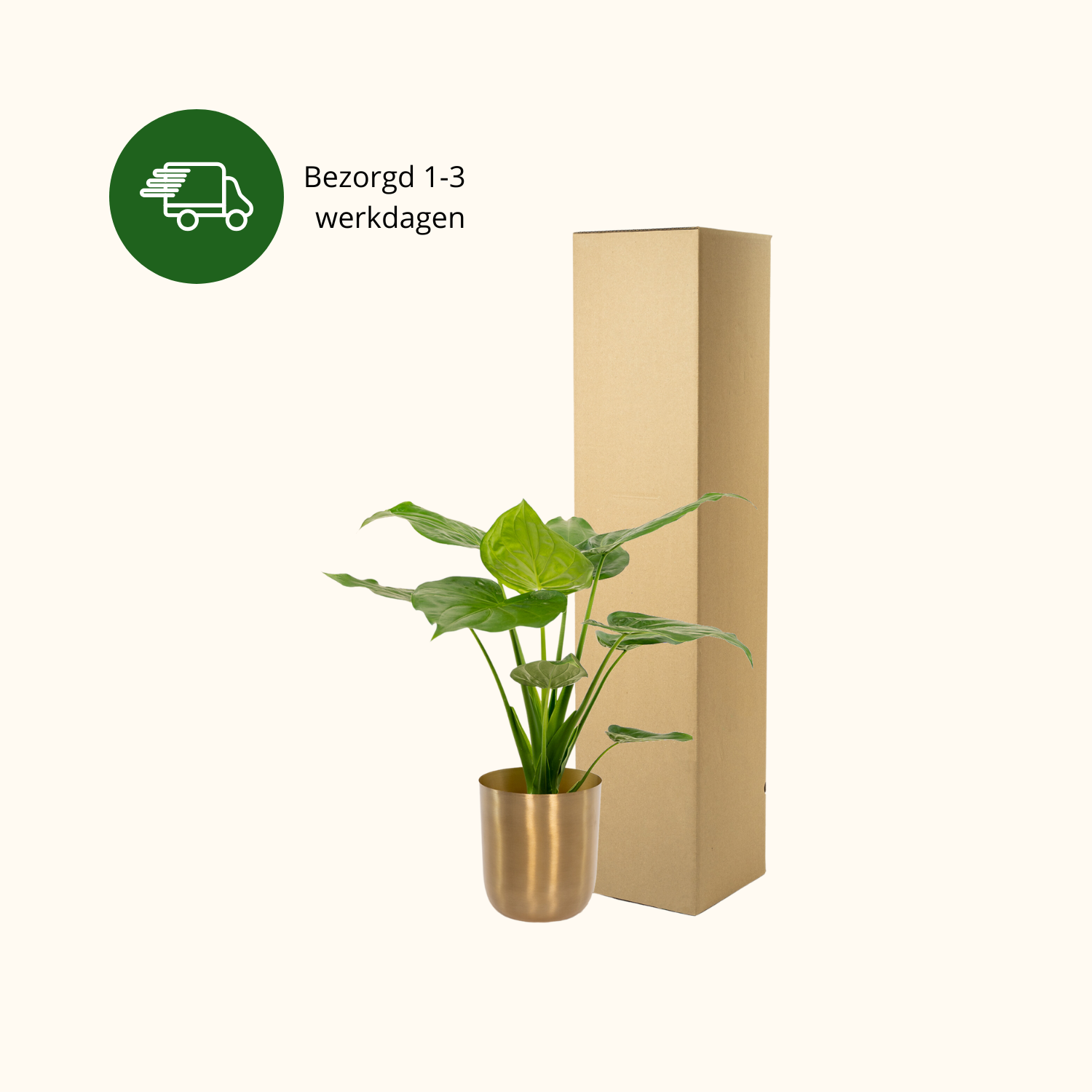 Alocasia Cucullata | ↕︎65 ∅19
