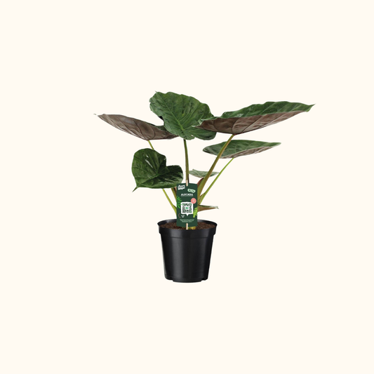 Alocasia Wentii