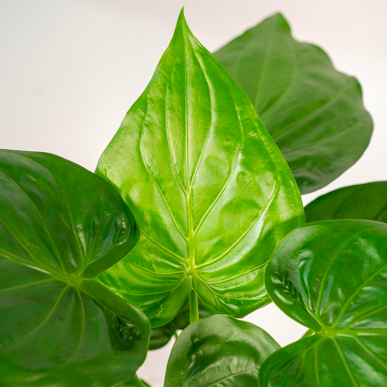 Alocasia Cucullata | ↕︎65 ∅19