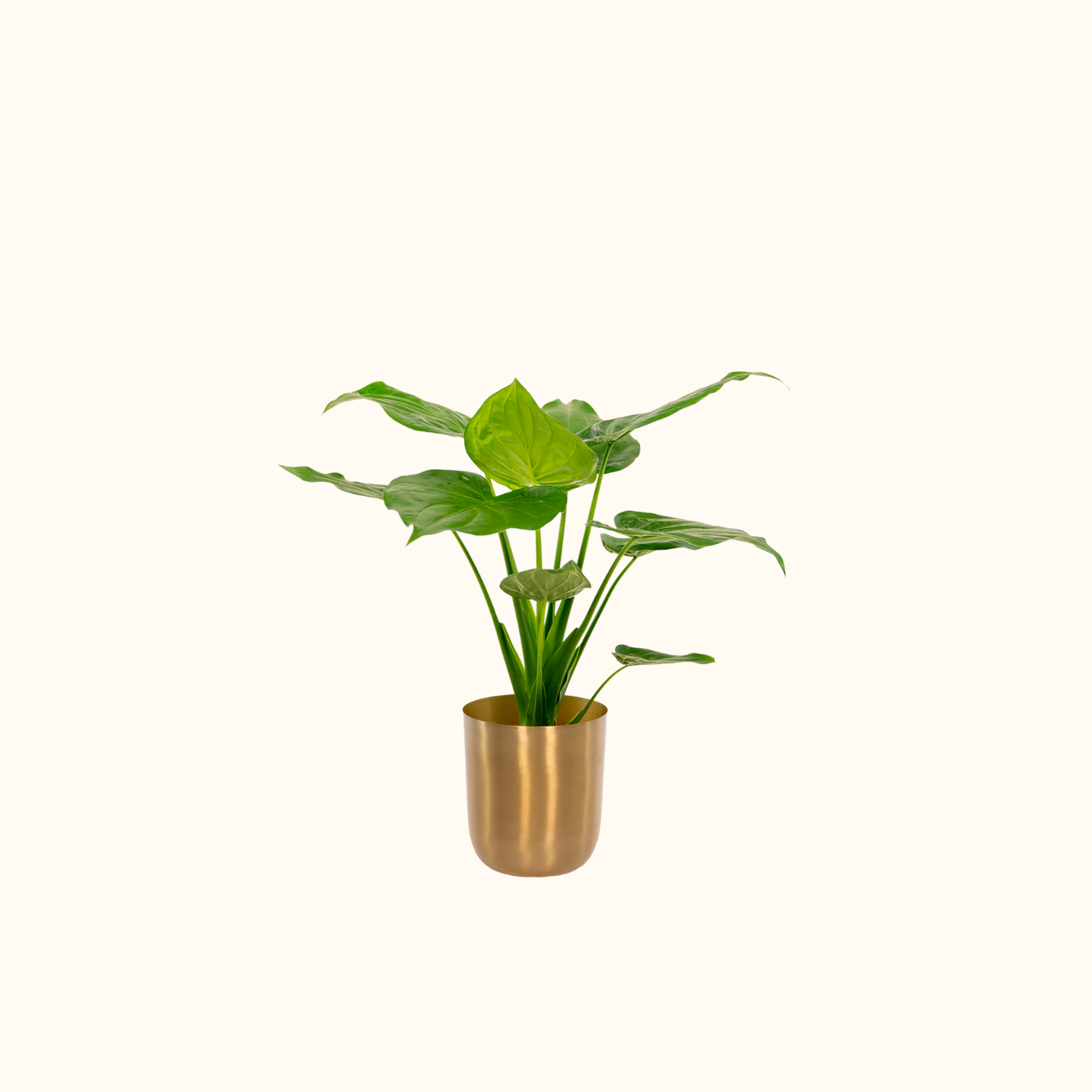 Alocasia Cucullata | ↕︎65 ∅19