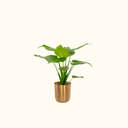 Alocasia Cucullata | ↕︎65 ∅19