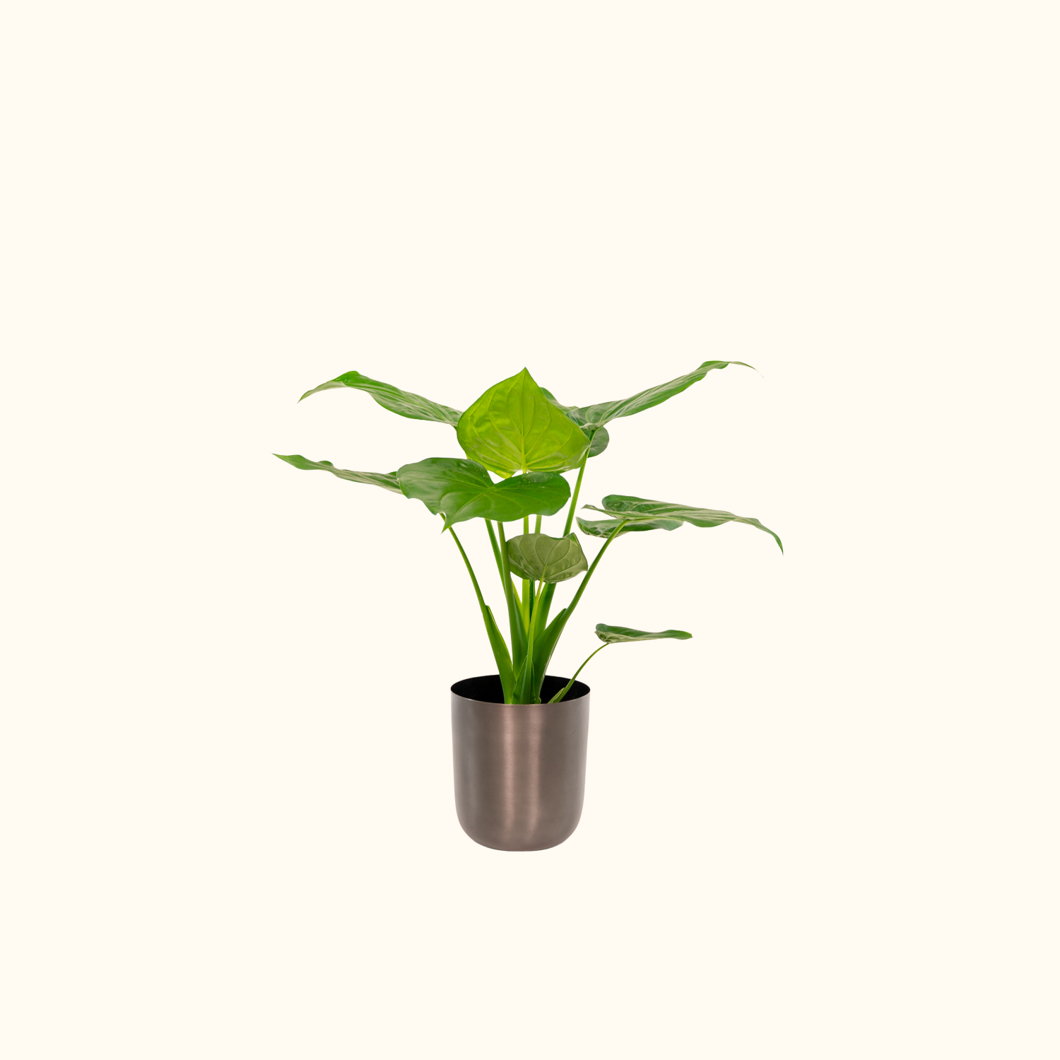 Alocasia Cucullata | ↕︎65 ∅19