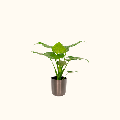 Alocasia Cucullata | ↕︎65 ∅19