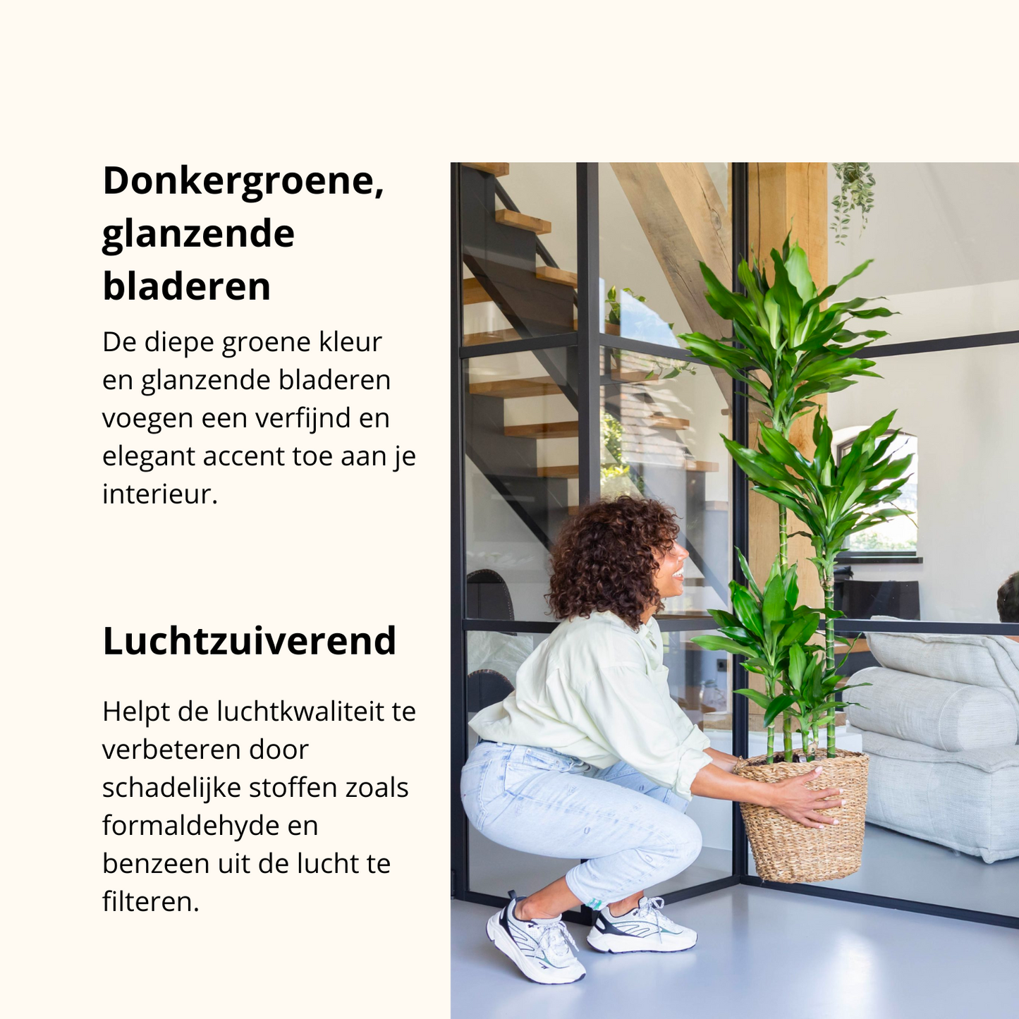 Dracaena Janet Lind