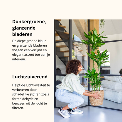 Dracaena Janet Lind