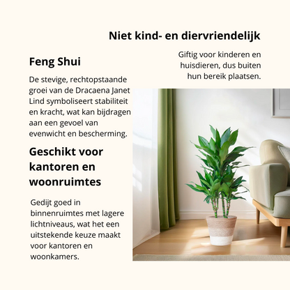Dracaena Janet Lind