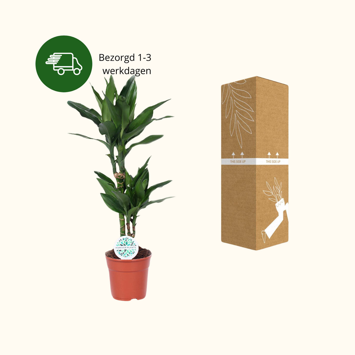 Dracaena Janet Lind