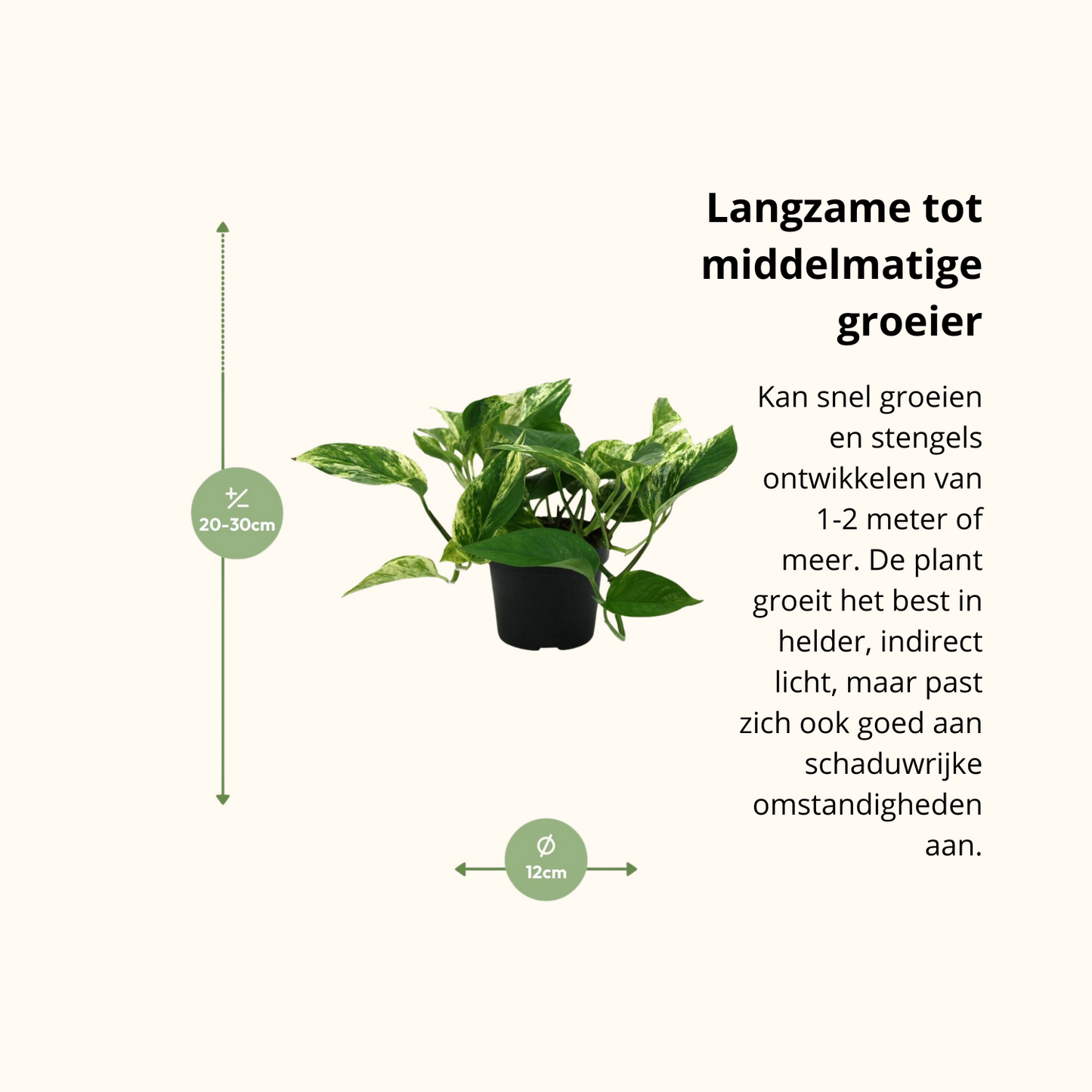 Epipremnum Marble Queen