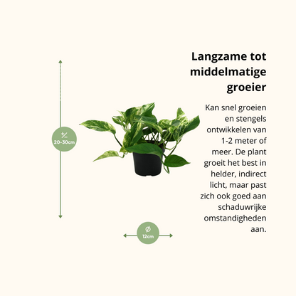 Epipremnum Marble Queen
