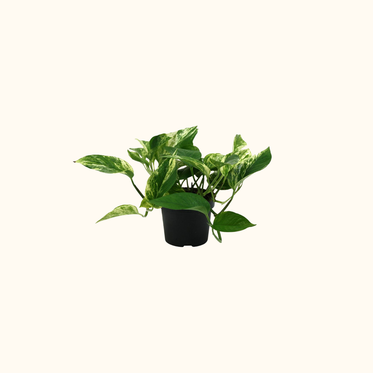 Epipremnum Marble Queen