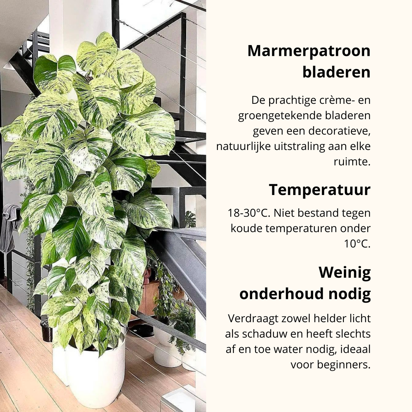 Epipremnum Marble Queen