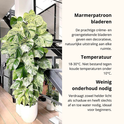 Epipremnum Marble Queen