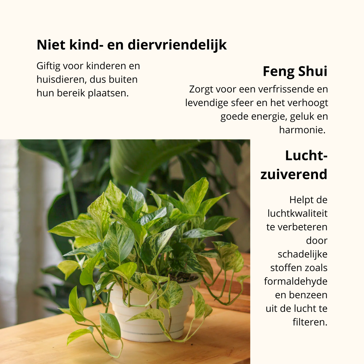Epipremnum Marble Queen