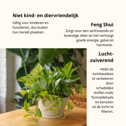 Epipremnum Marble Queen