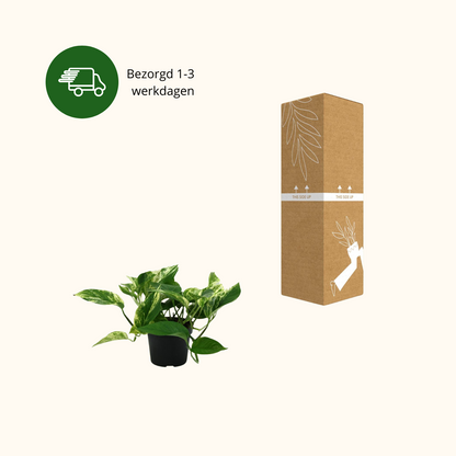 Epipremnum Marble Queen