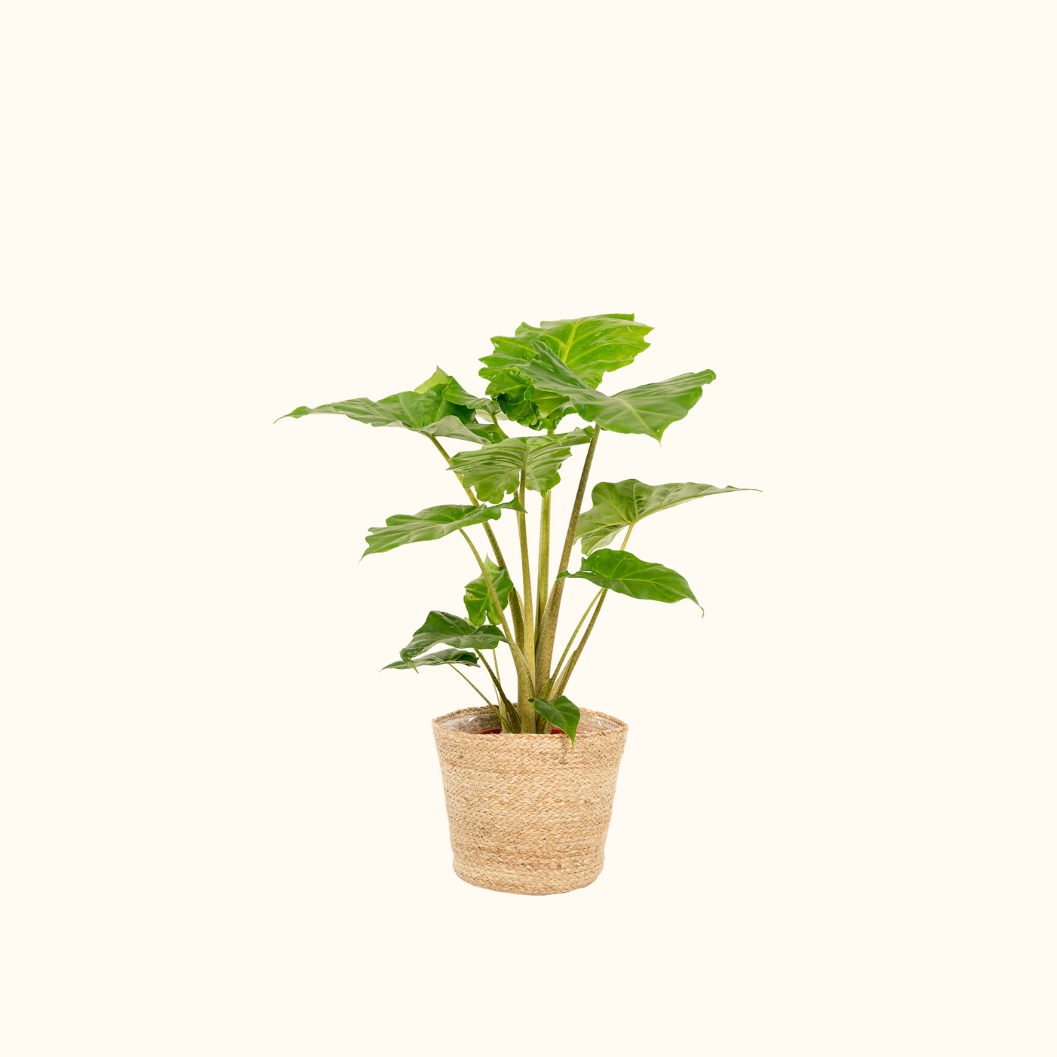 Alocasia Portodora