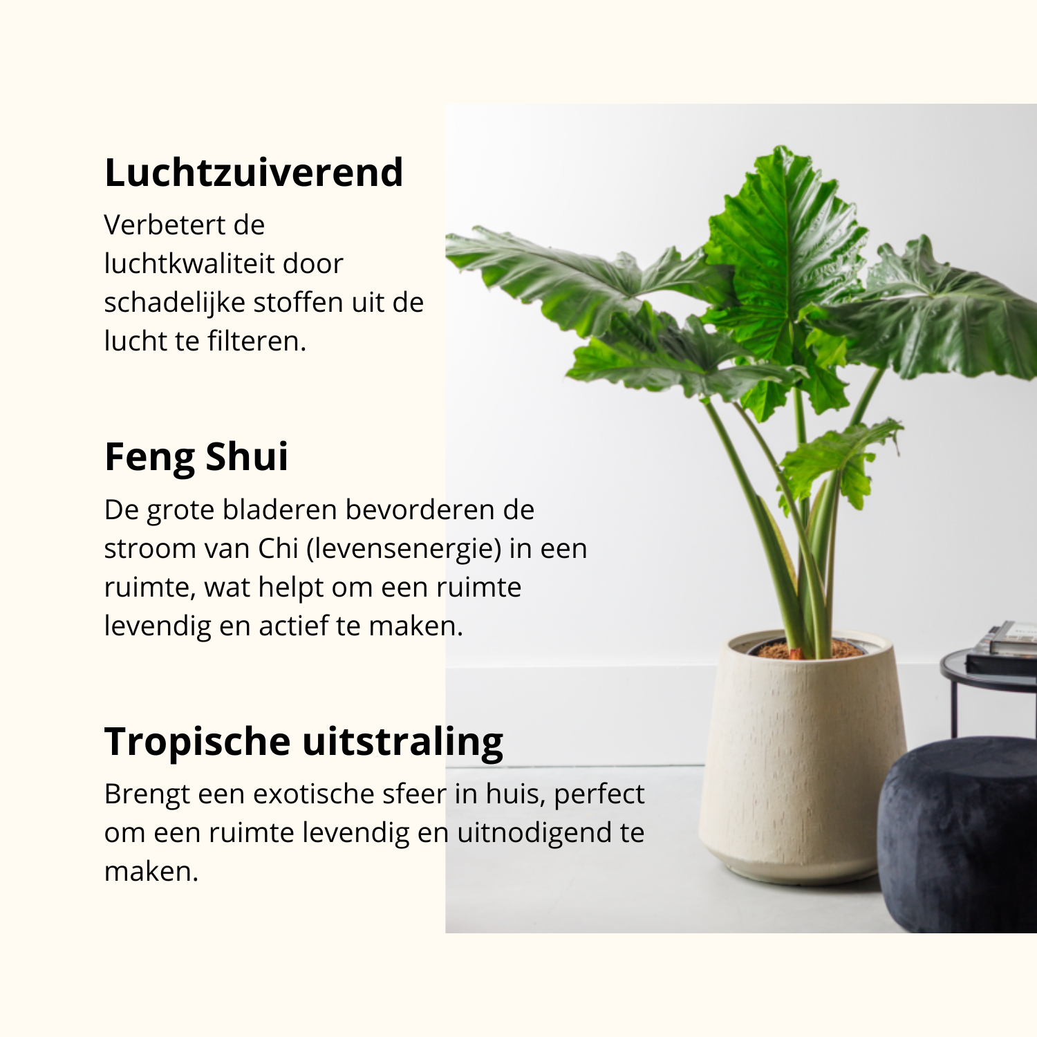 Alocasia Portodora