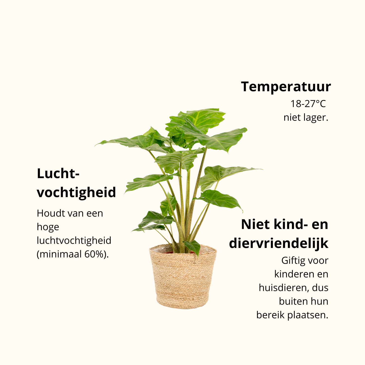 Alocasia Portodora