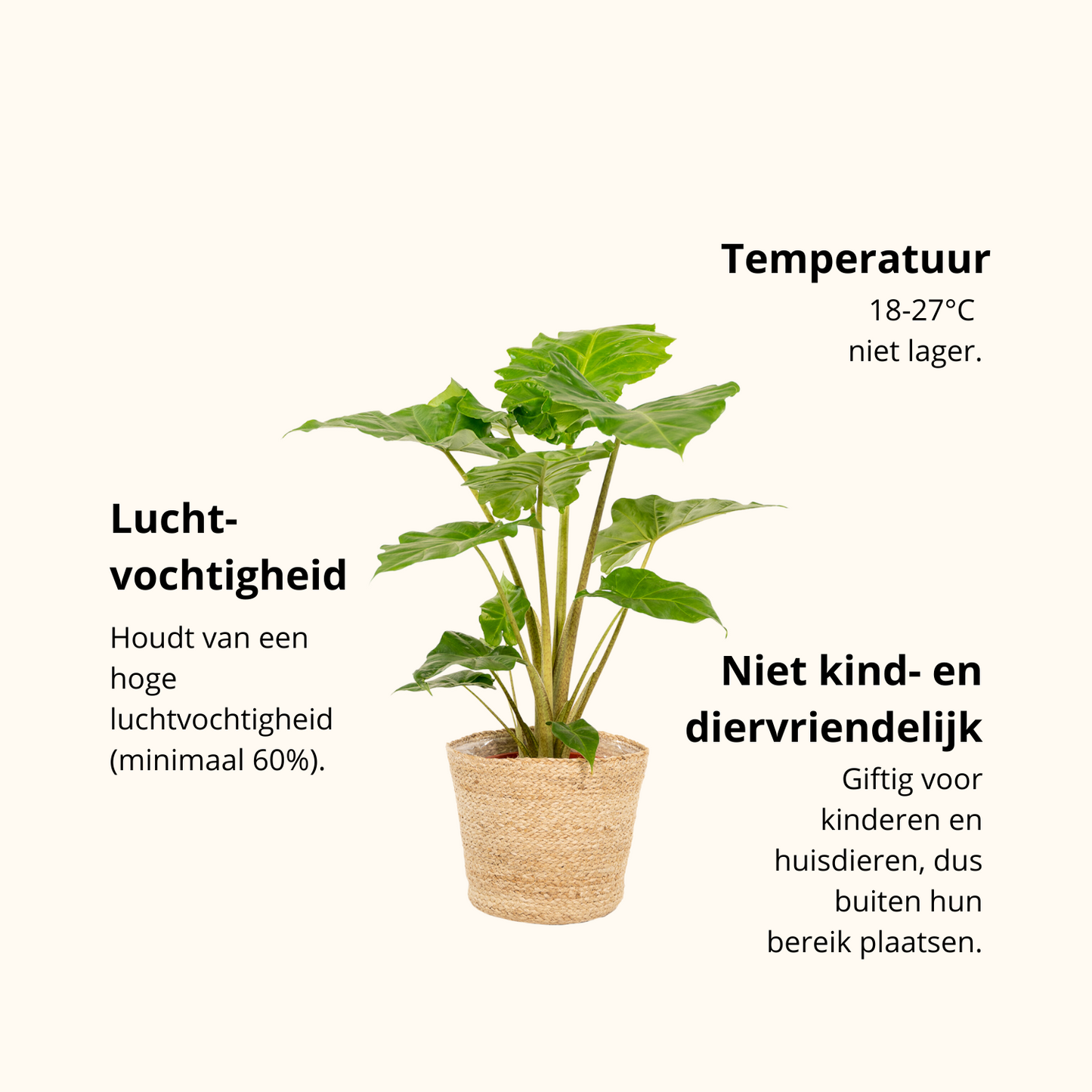Alocasia Portodora