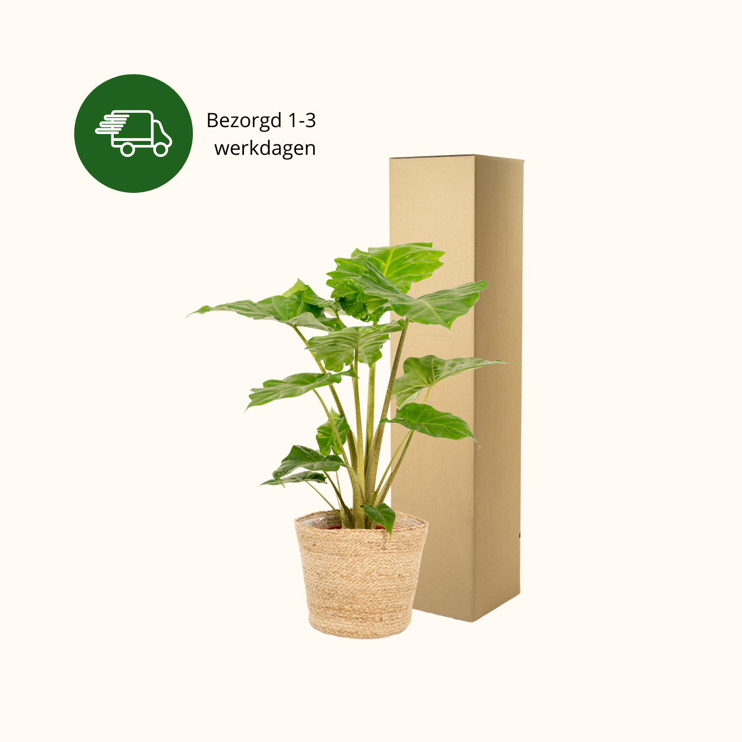 Alocasia Portodora