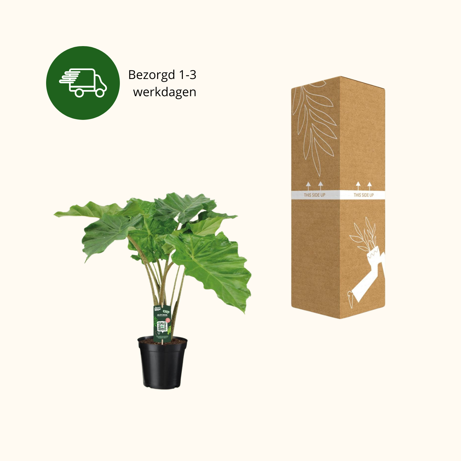 Alocasia Portodora