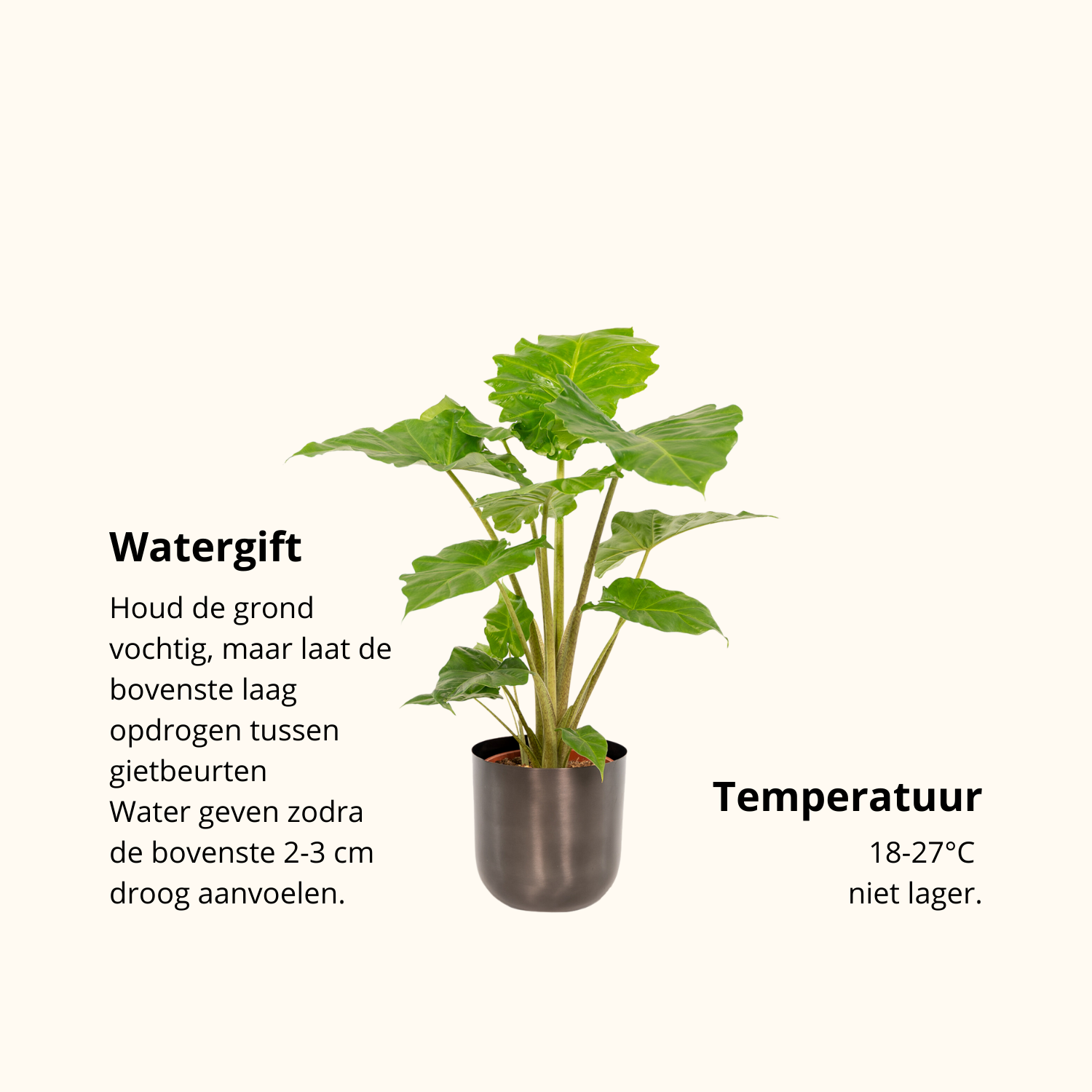 Alocasia Portodora