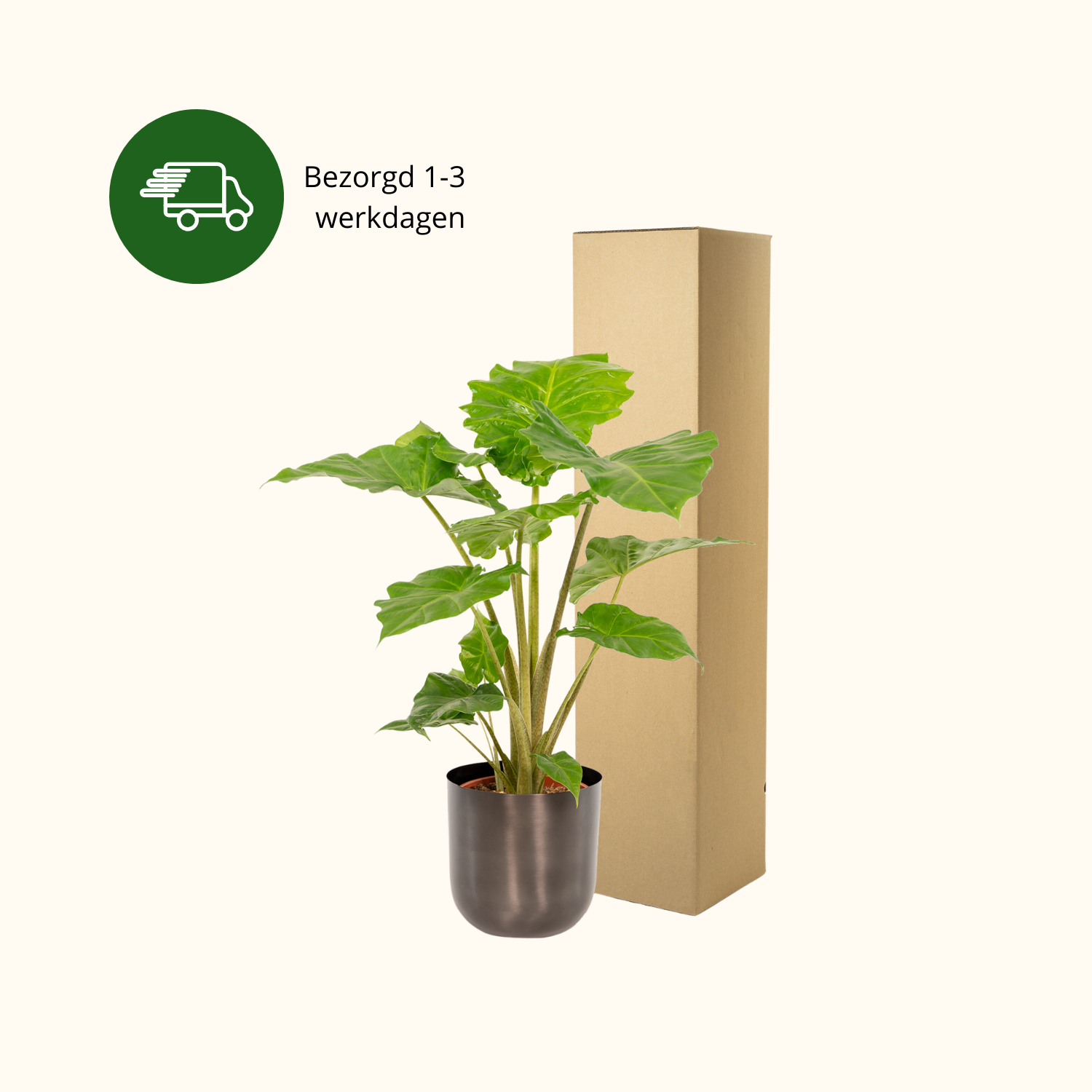 Alocasia Portodora