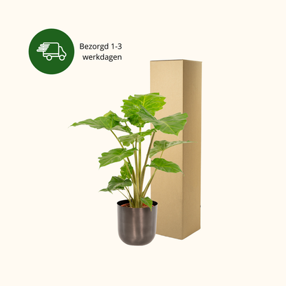 Alocasia Portodora