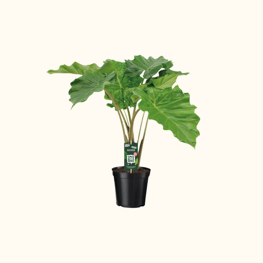 Alocasia Portodora