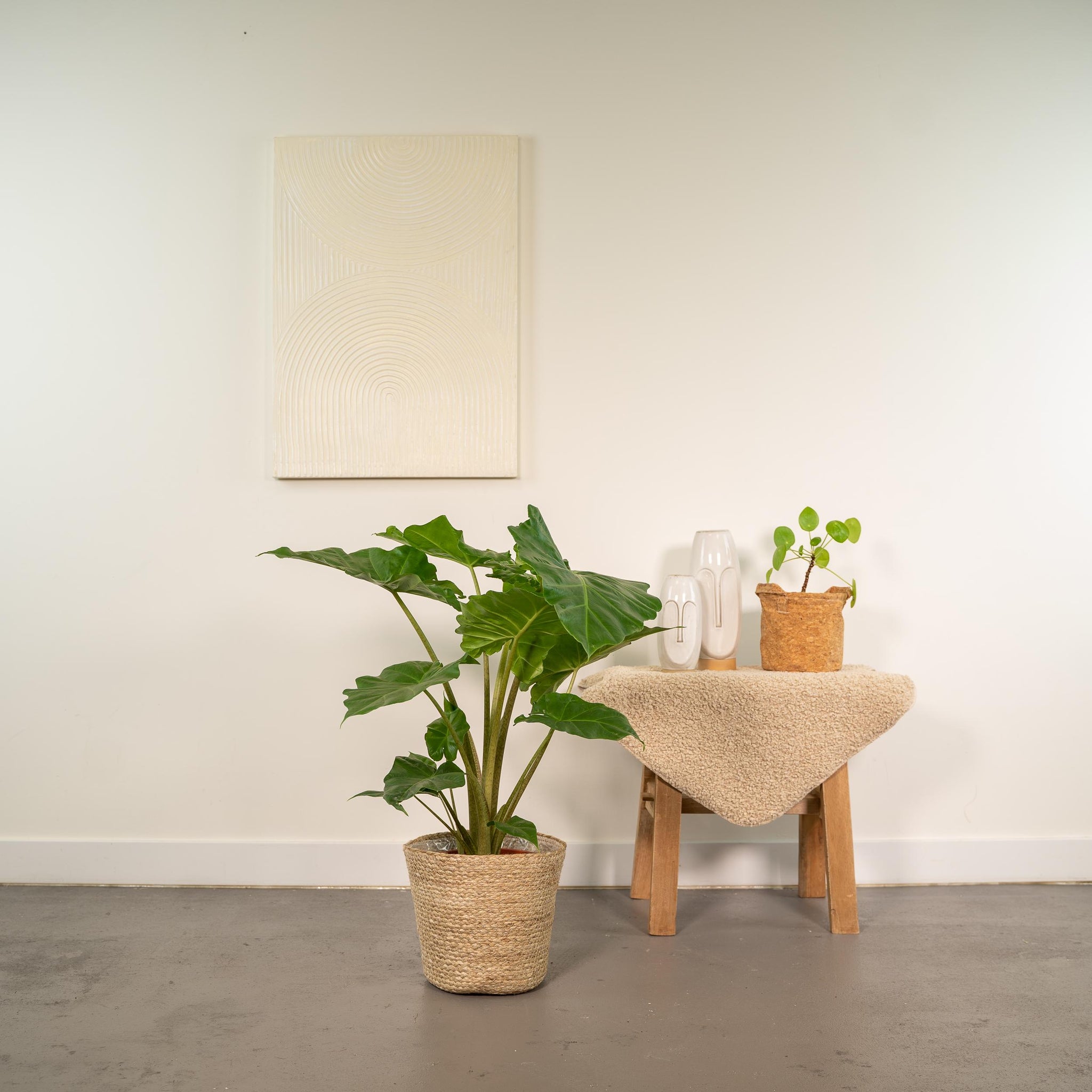 Alocasia Portodora