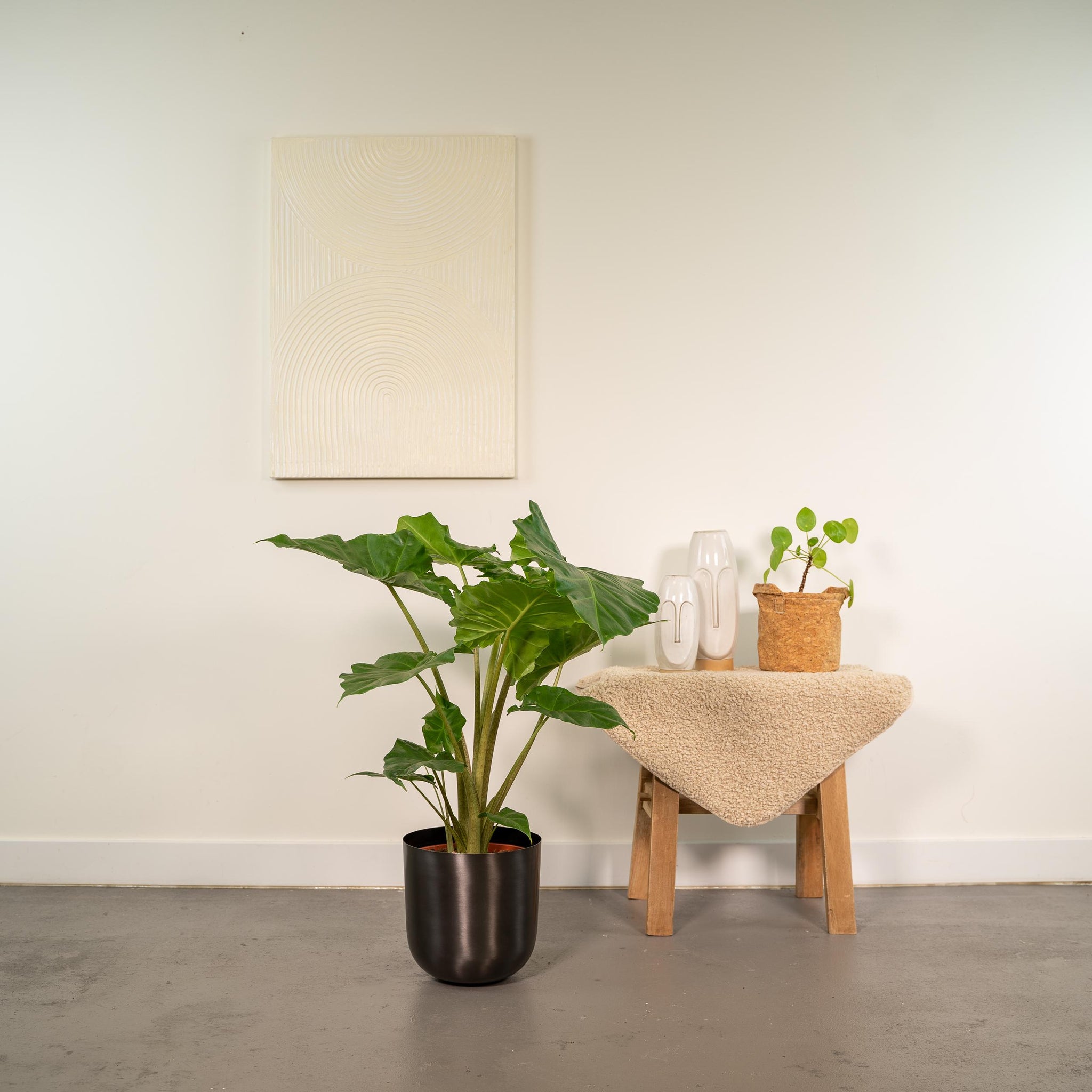 Alocasia Portodora