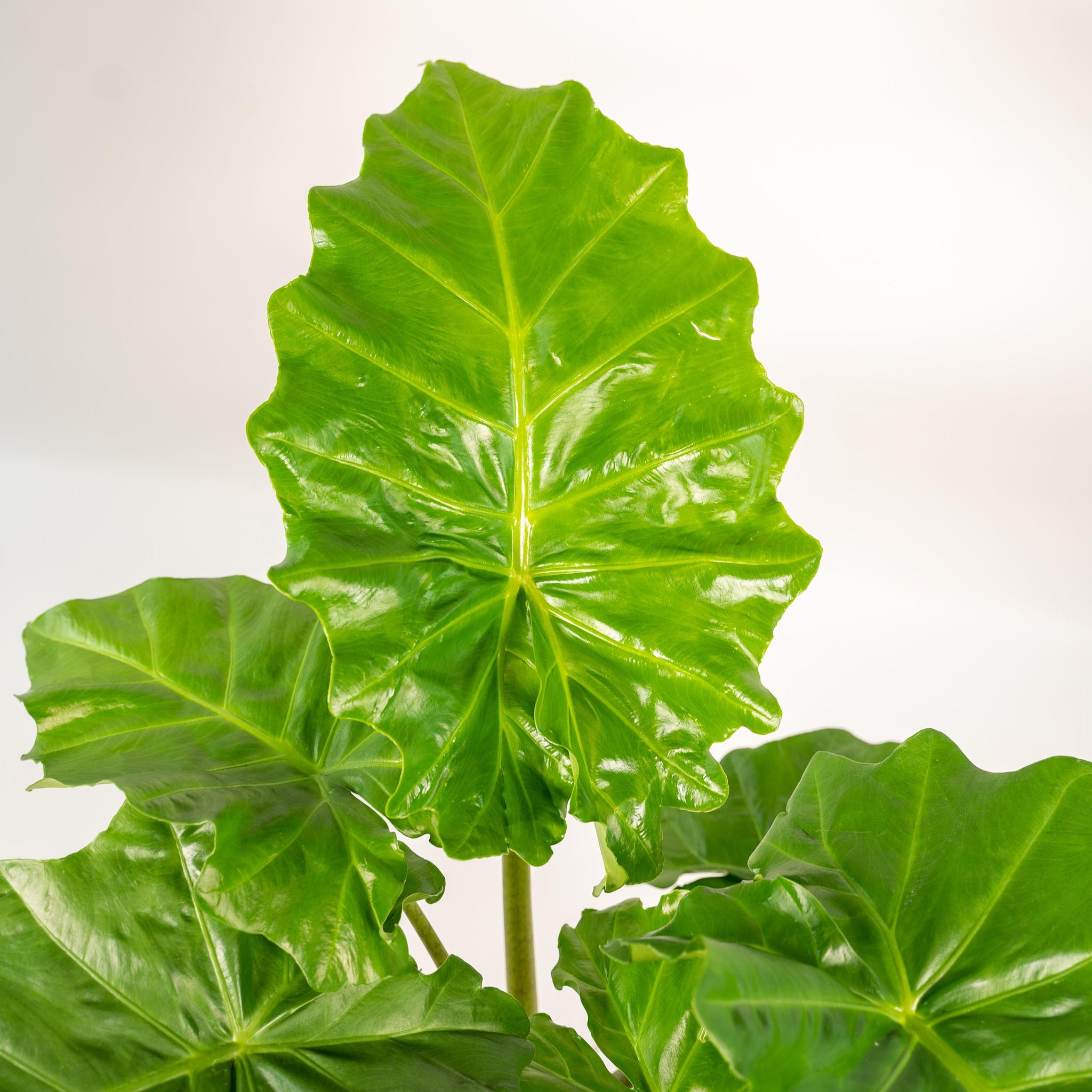 Alocasia Portodora