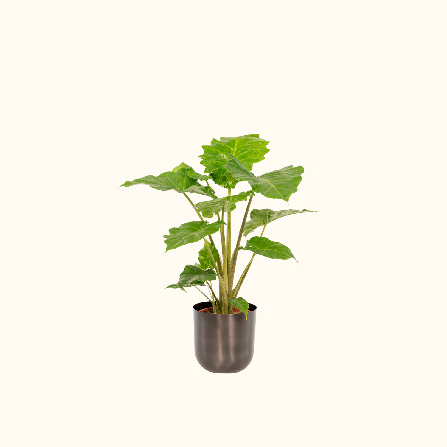 Alocasia Portodora