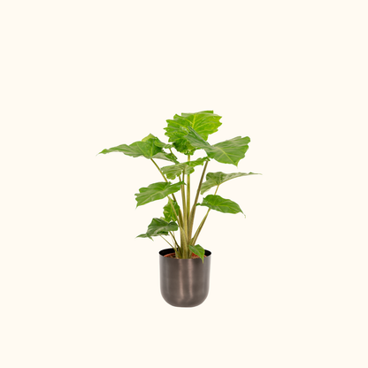 Alocasia Portodora
