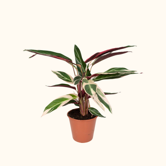 Calathea Triostar - Rainbow Plant
