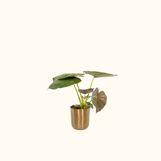 Alocasia Wentii + Bloempot